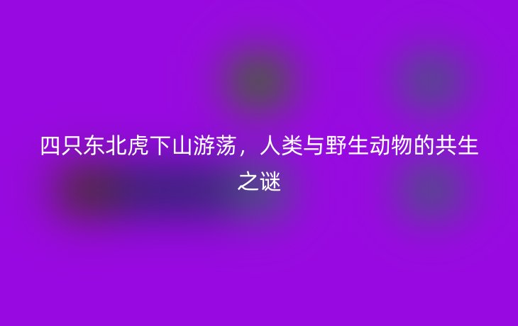 四只东北虎下山游荡,人类与野生动物的共生之谜