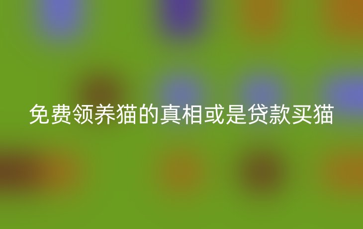 免费领养猫的真相或是贷款买猫