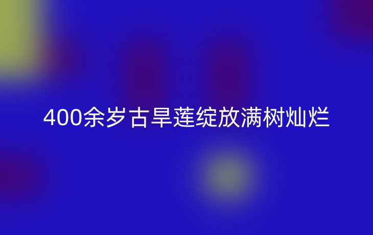 400余岁古旱莲绽放满树灿烂