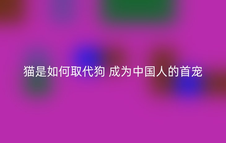 猫是如何取代狗 成为中国人的首宠