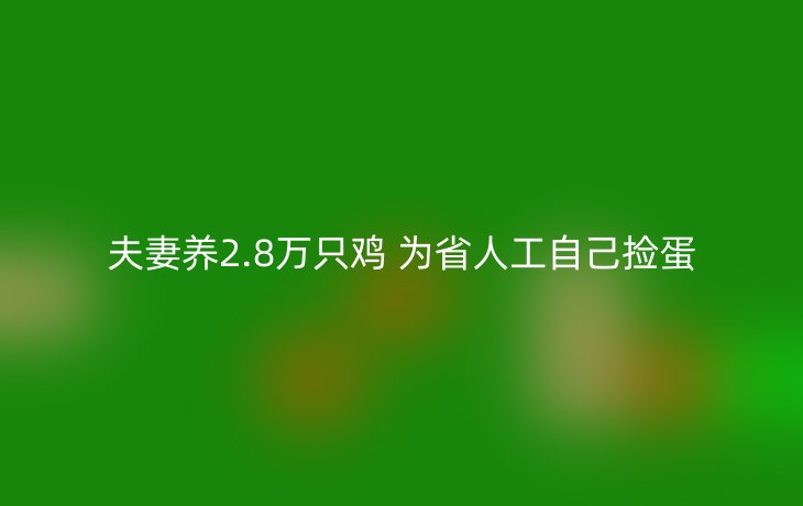 夫妻养2.8万只鸡 为省人工自己捡蛋