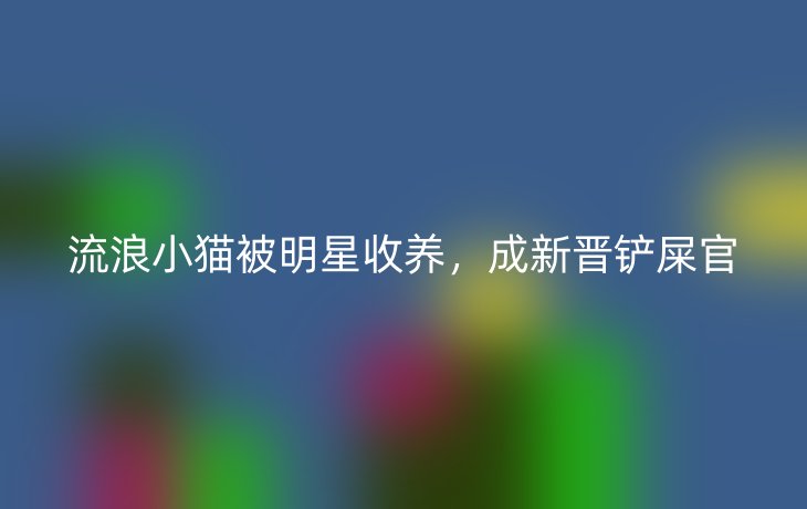 流浪小猫被明星收养，成新晋铲屎官