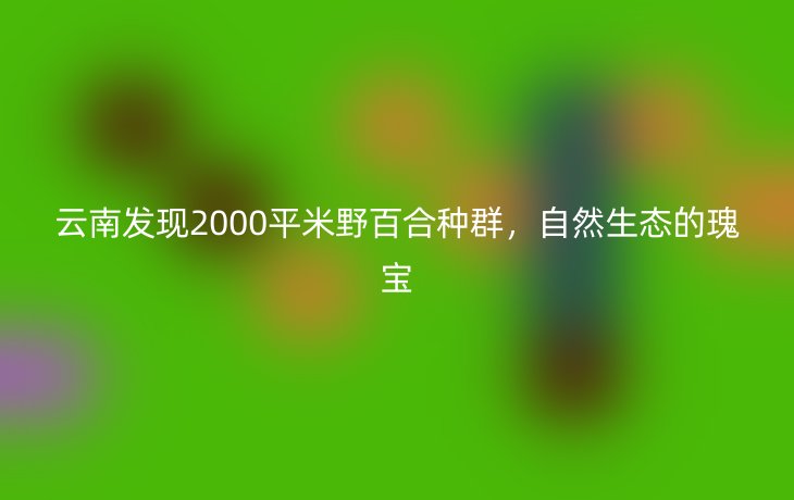 云南发现2000平米野百合种群，自然生态的瑰宝