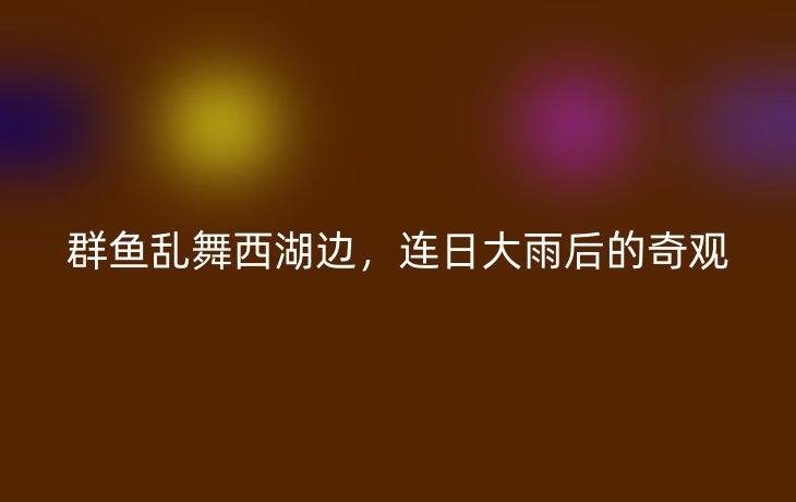 群鱼乱舞西湖边,连日大雨后的奇观