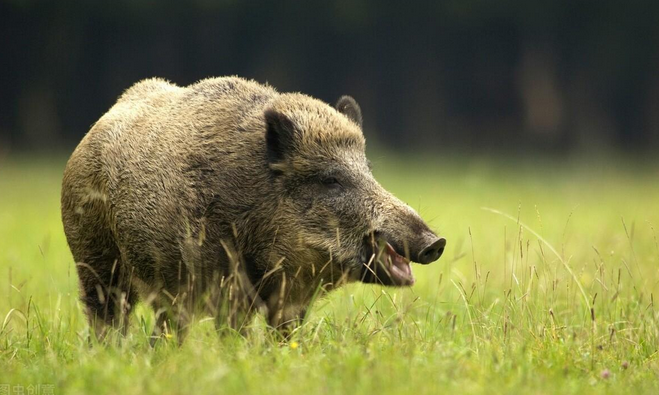 野猪是保护动物吗（最新规定野猪是不是国家保护动物）