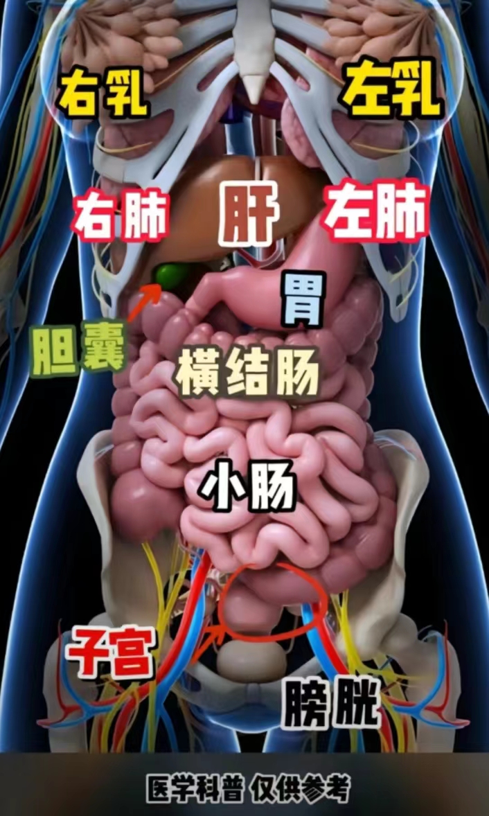 胃在什么位置图片，对照图片清晰看到胃部的具体位置