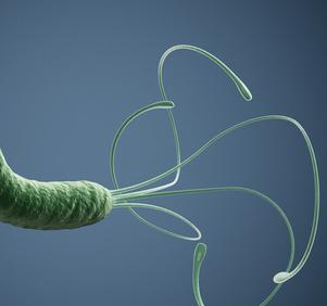 幽门螺旋杆菌感染有哪些症状和传播方式