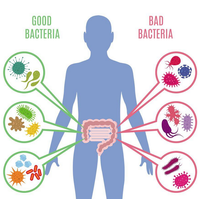 益生菌的作用与功效，吃益生菌对身体真的有好处吗?