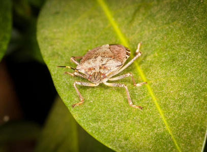 臭虫_臭虫咬的症状_臭虫怕什么