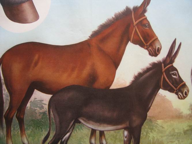 骡子图片_电骡子_骡子