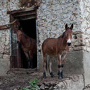 骡子_骡子是驴生还是马生_骡子和马的区别