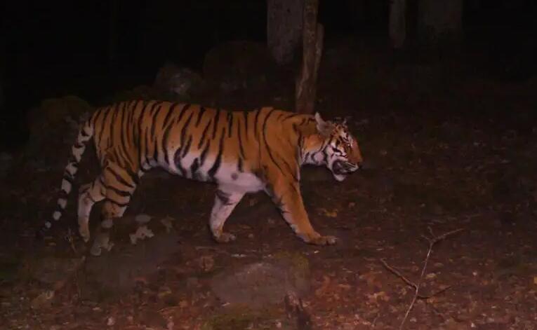 矿区凌晨惊现东北虎_东北虎恐怖_惊现东北虎上