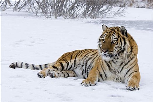 东北虎致游客伤亡事故_矿区凌晨惊现东北虎_东北虎袭击村民视频