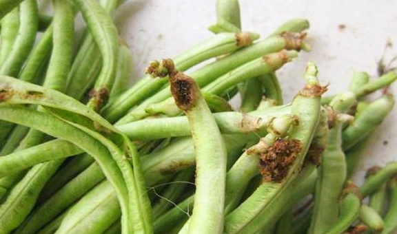 寄生虫_蠹虫寄生_刻晴被寄生虫寄生