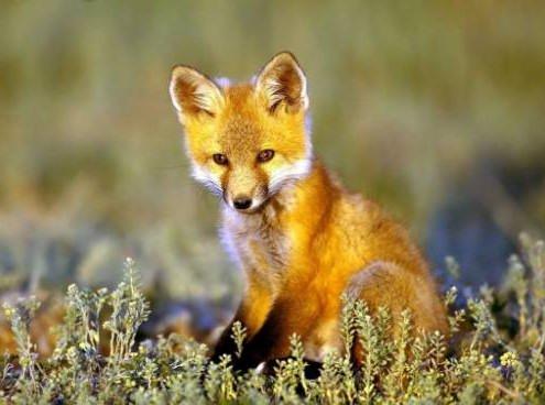 狐獴_战国狐出没狐婴_极狐