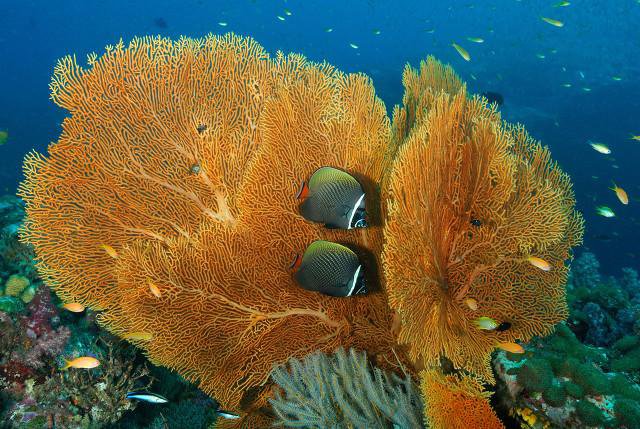 仁爱礁开战了吗_仁爱礁_仁爱礁和五方礁事件