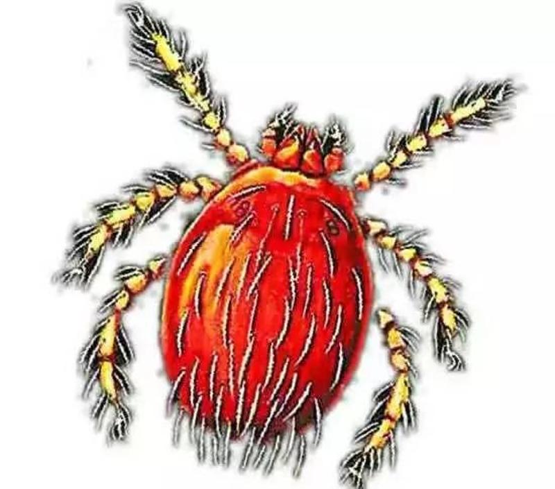 蠹虫寄生_铁线虫寄生_寄生虫