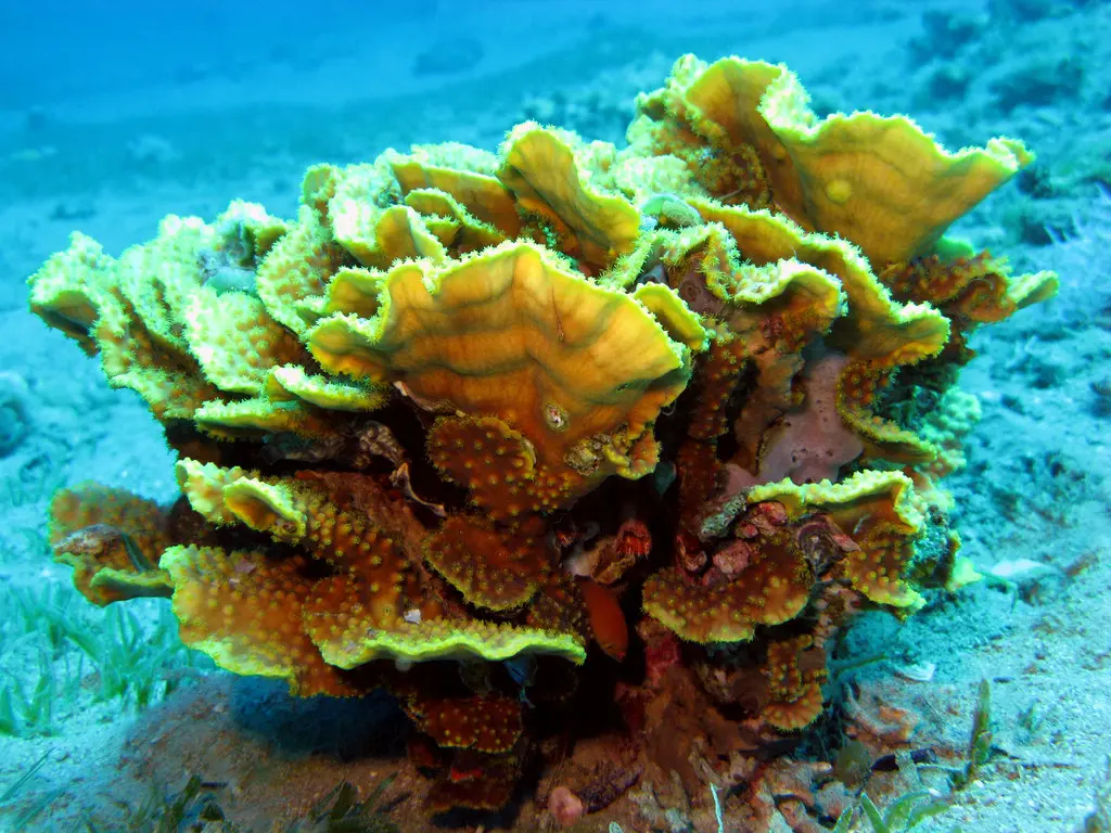 仁爱礁：海底王国的五彩奇迹