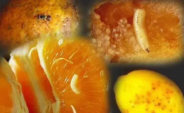 寄生虫_马蝇幼虫寄生_萨姆斯被寄生虫寄生