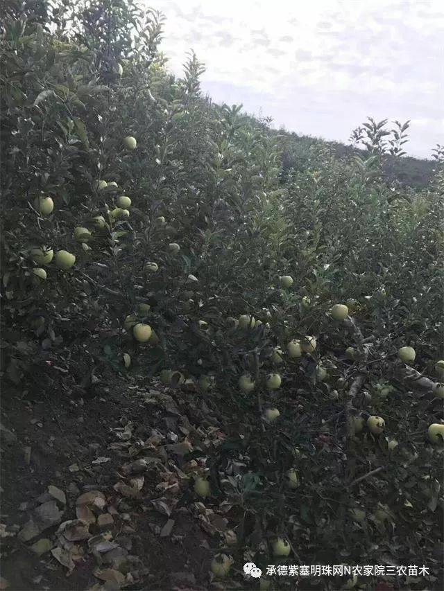 樱桃烟台_山东烟台樱桃村_烟台樱桃多少钱一斤