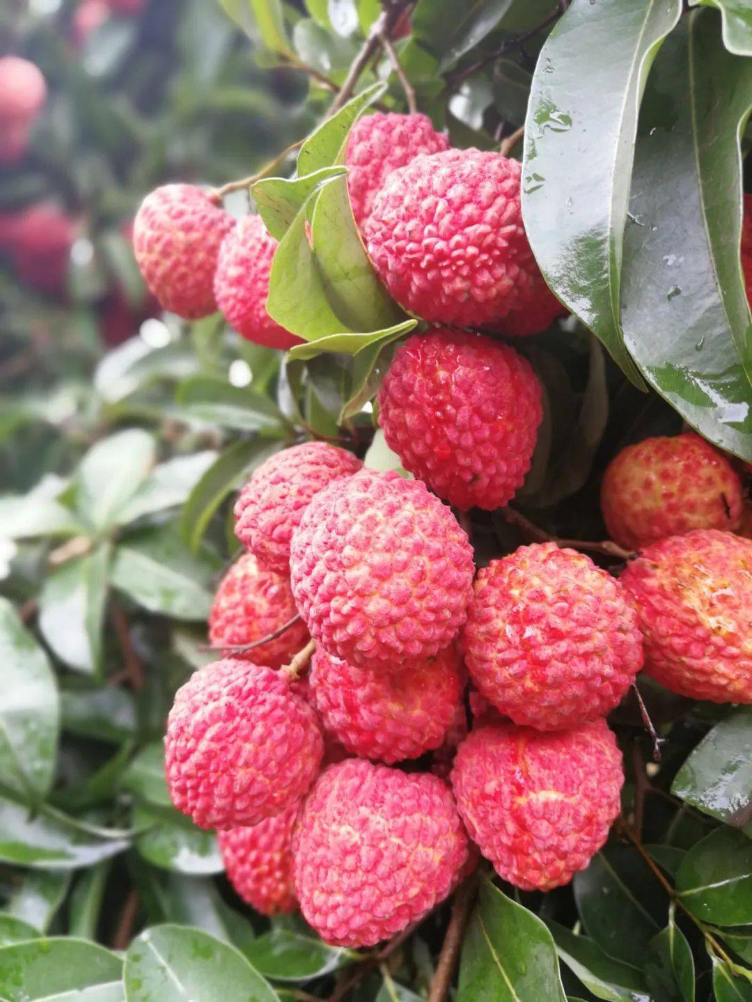 一斤荔枝大概多少钱_钱荔枝厦门大学_钱荔枝检察院